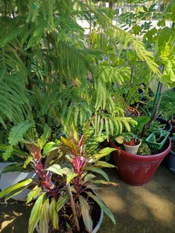 Plants $8to$80