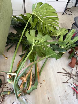 4 Large Monstera Cuttings!