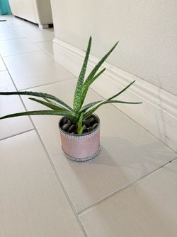 Live Aloe Vera Plant in Decorative Pink Pot