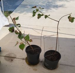 Pippal, પીપળો, Bodhi Tree, Sacred Fig,