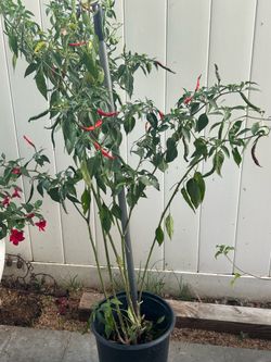 Chile de Arbol