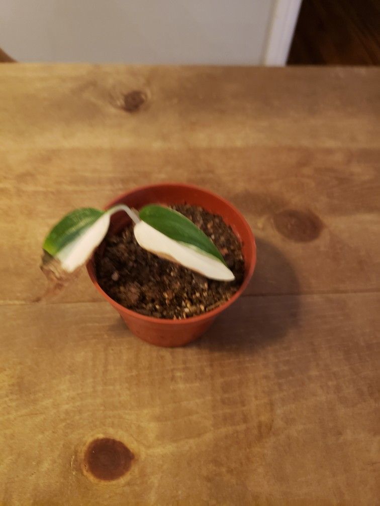monstera standleyana albo