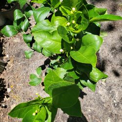 Citrus Lemon Tree 