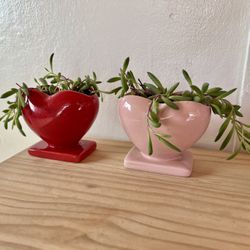 2 Brand New Heart Vases With Trailing Succulents 