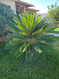Palm tree