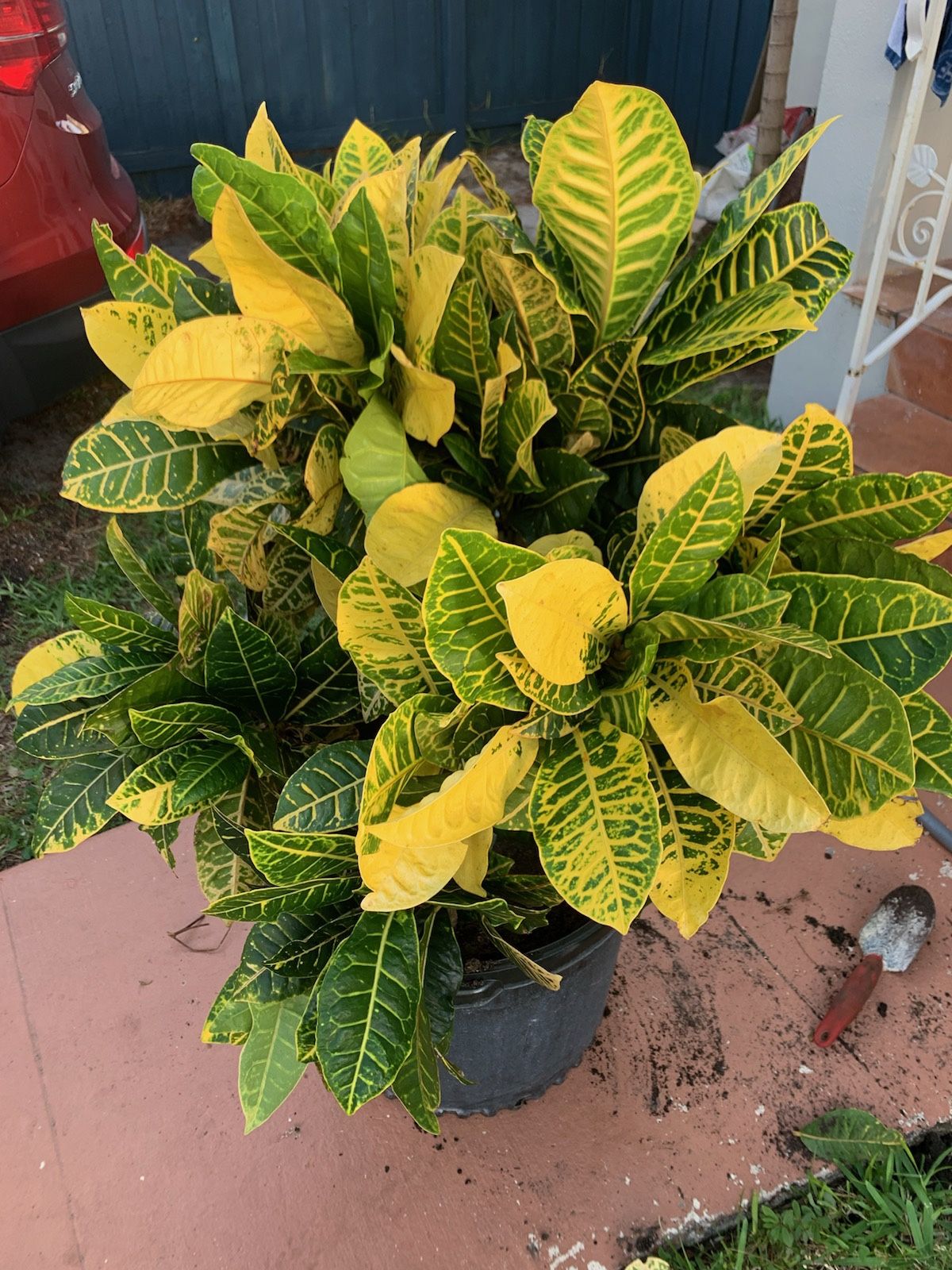 Croton plant (Bundle of 3 in one pot)