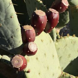 Prickly Pear Cactus Fruit