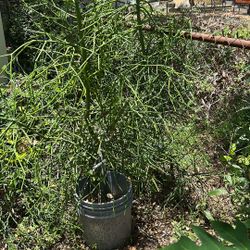 Huge stick tree pencil, cactus $10