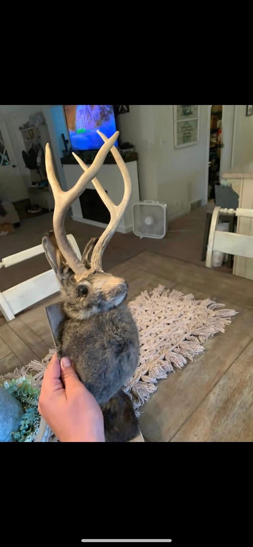 Taxidermy Jackelopes!! $100 Each!!