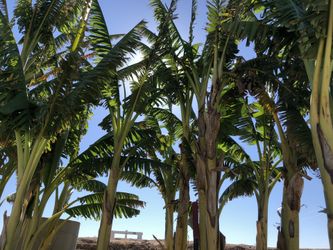 Banana plants (off shoots): $10 - $40 depending on height.