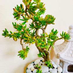 2  Large Mature Jade Plants Jade Tree Bonsai Tree in Nice Pots, 30-36” Tall , Lucky Tree Money Tree,fengshui Tree