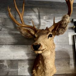 Taxidermy Deer Head 