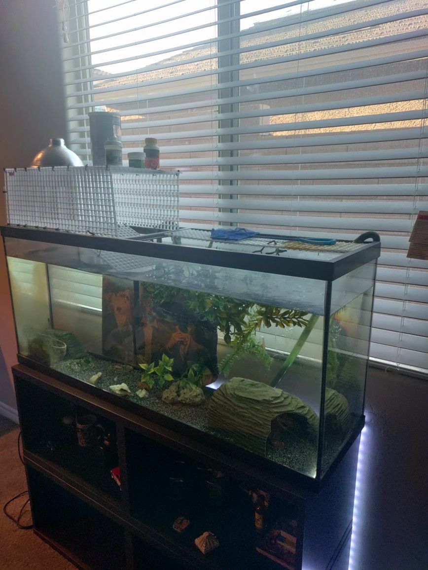 Fish/Turtle Tank + Canister Filter & Decorations