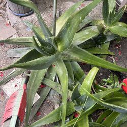Aloe Vera