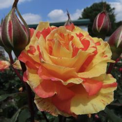 ROSE