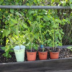 Tomatoes Plants