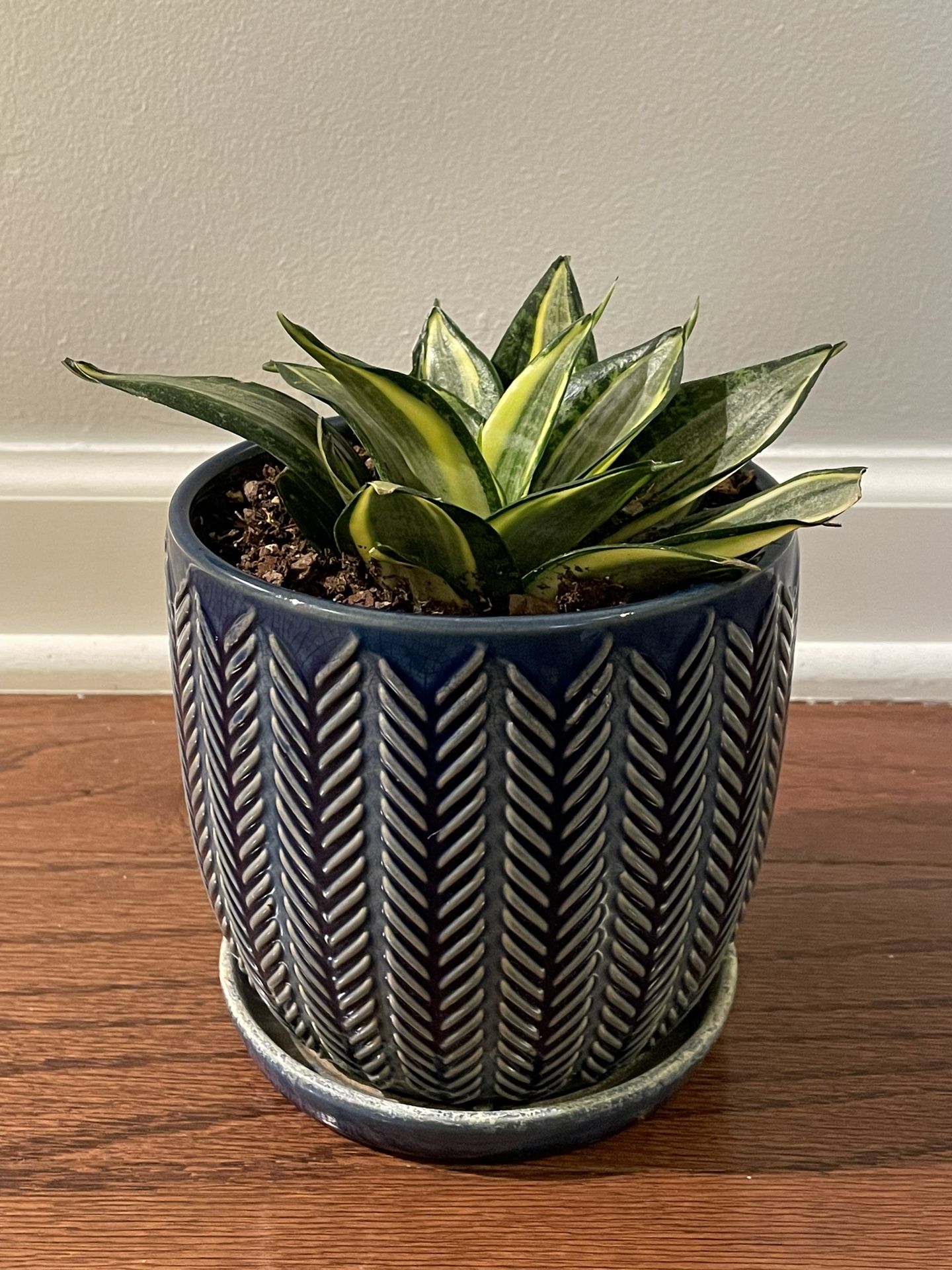 Golden Hahnii in Cute Pot