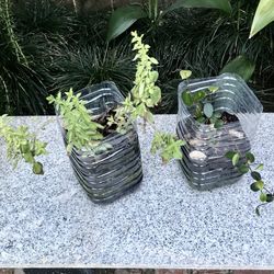 10 Free Iris Bulbs when Purchase Starter Oregano and Honeysuckle Plants