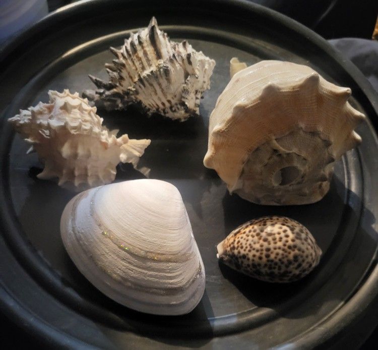 Real seashells from the ocean