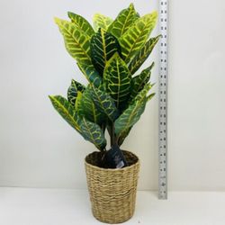 Threshold Flux Artificial Yellow Croton