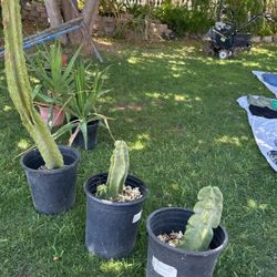 Totem Cactus And Yucca Plants