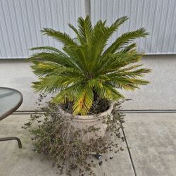 Sago palm