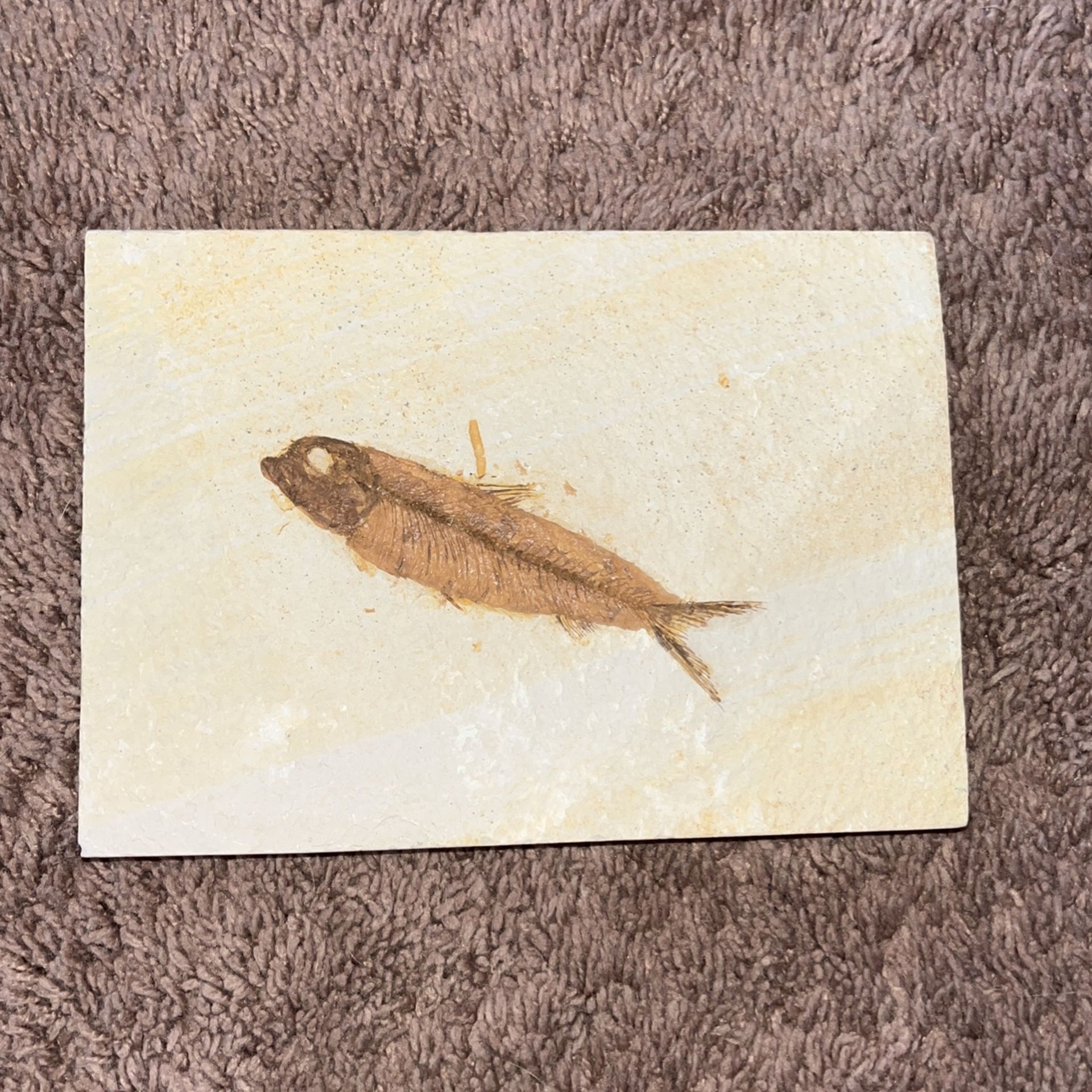 Fish Fossil