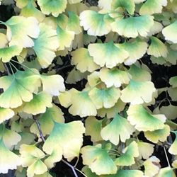 Ginkgo Biloba 