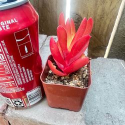 Campfire succulent korean