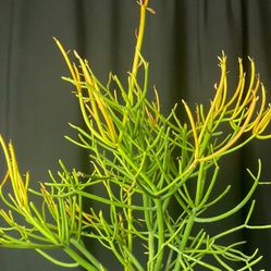 Potted Firestick And Tools 35ave/glendale 