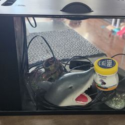 Tanque para Betta inclulle lo que tiene adentro la pecera