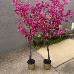 Decorative Bougainvillea Plants