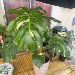 Variegated Monstera Plant