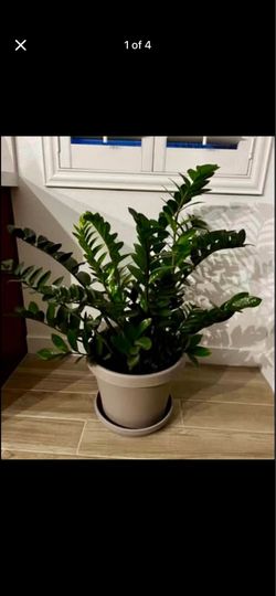ZZ Plants