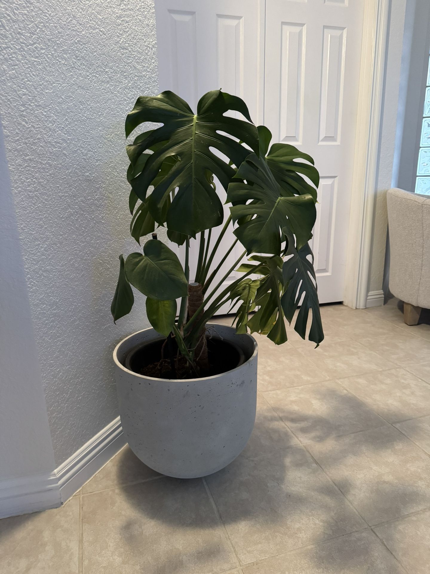 Real Monstera Plant