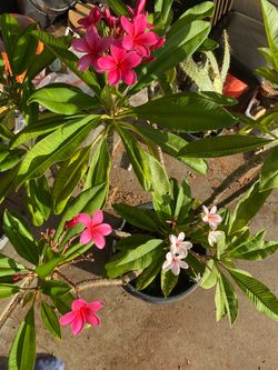 Plumeria tree