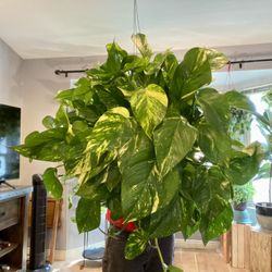 Super Full Hawaiian Pothos/ Golden Pothos Live Plant for Sale in North Las  Vegas, NV - OfferUp