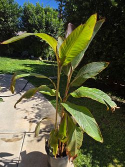 Cannaly Lilly Plant