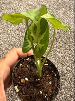 Syngonium (Possibly ‘Moonlight’)  🌱 Healthy Starter Plant