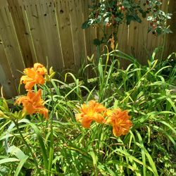 Orange Double Flower Lilies

$1.00 a plant