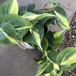 Philodendron  Brazil In 5 Inch Ceramic Pot