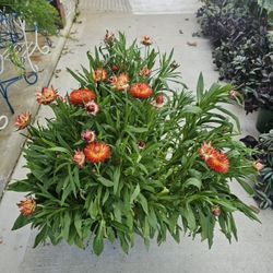 Strawflower Beautiful And Healthy HANGING BASKETS PLANTS ARRIVED. $15 each