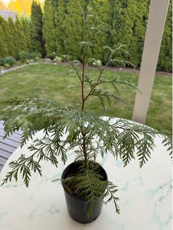 Leyland Cypress Evergreen Tree (Outdoor Plant)