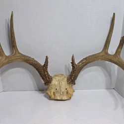 WHITETAIL DEER RACK Antlers mule mount taxidermy elk cape moose