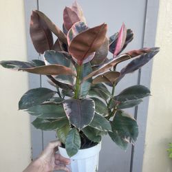 Ficus Elastica Ruby Rubber Plant 6” Pot