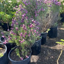 Lavander Plant / Lavanda Plantas 