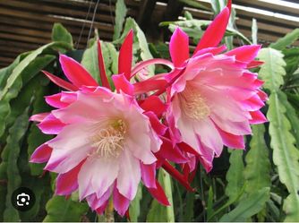 epiphyllum clown first picture for reference
