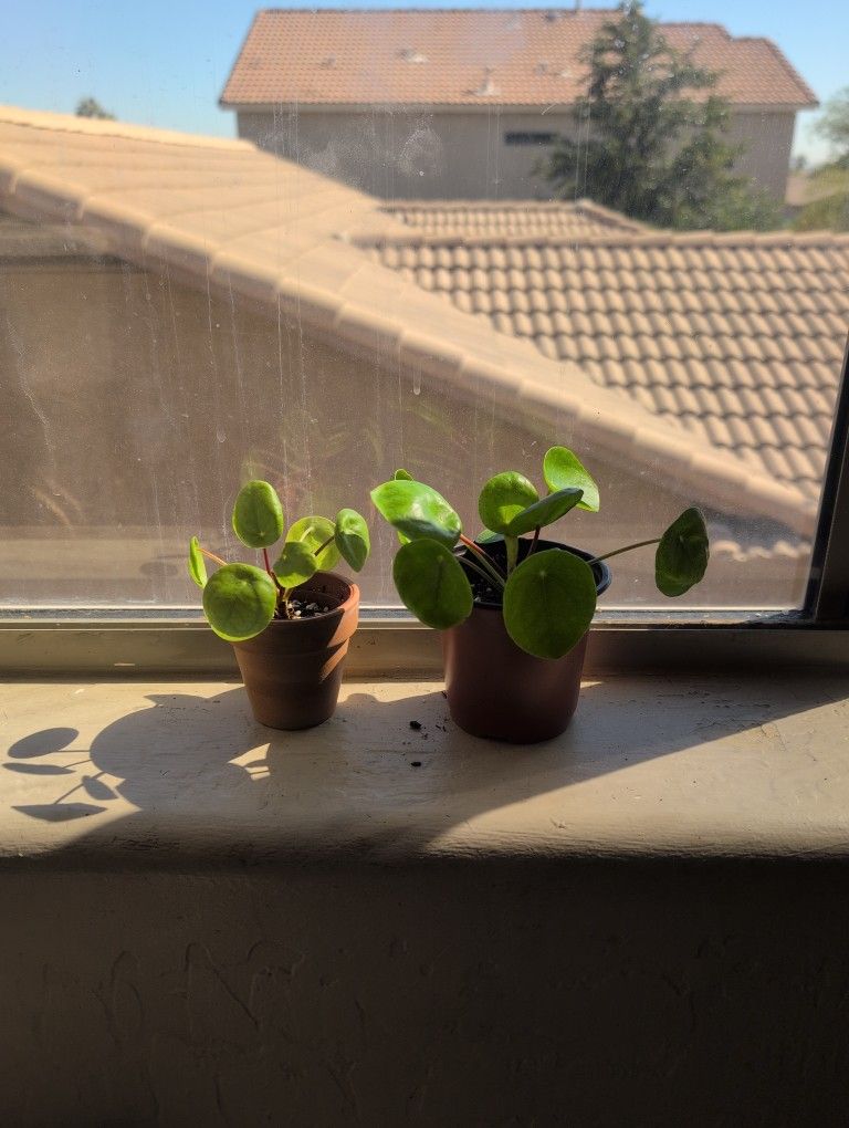 Chinese Money Plants