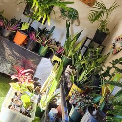 Plants. Cactus. Succulents. Cheap Plants