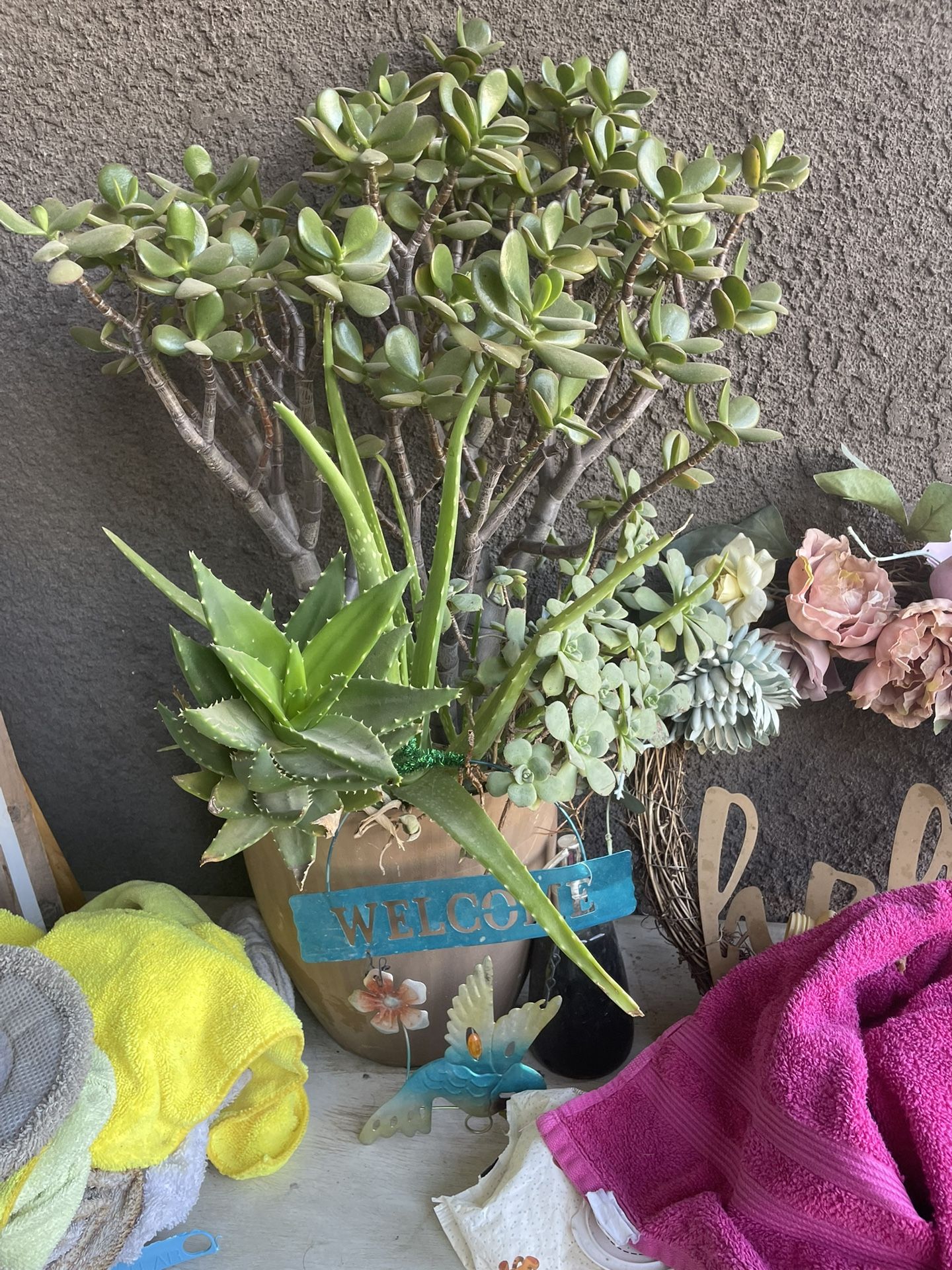 Planters Of Succulents Various Prices